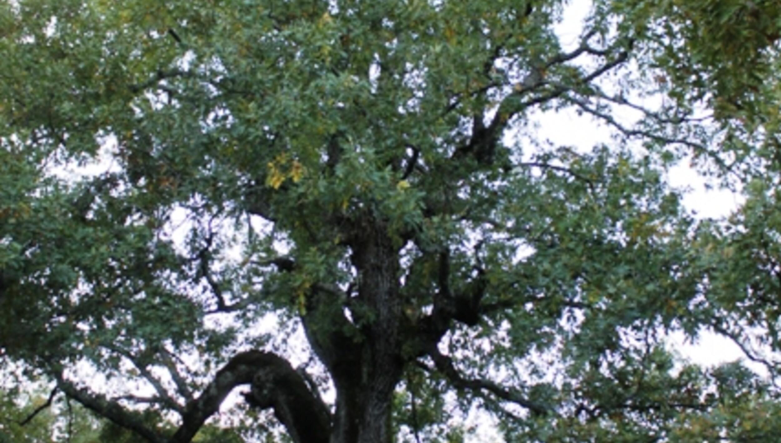 Carvalho Negral - Quercus Pyrenaica Willdenow