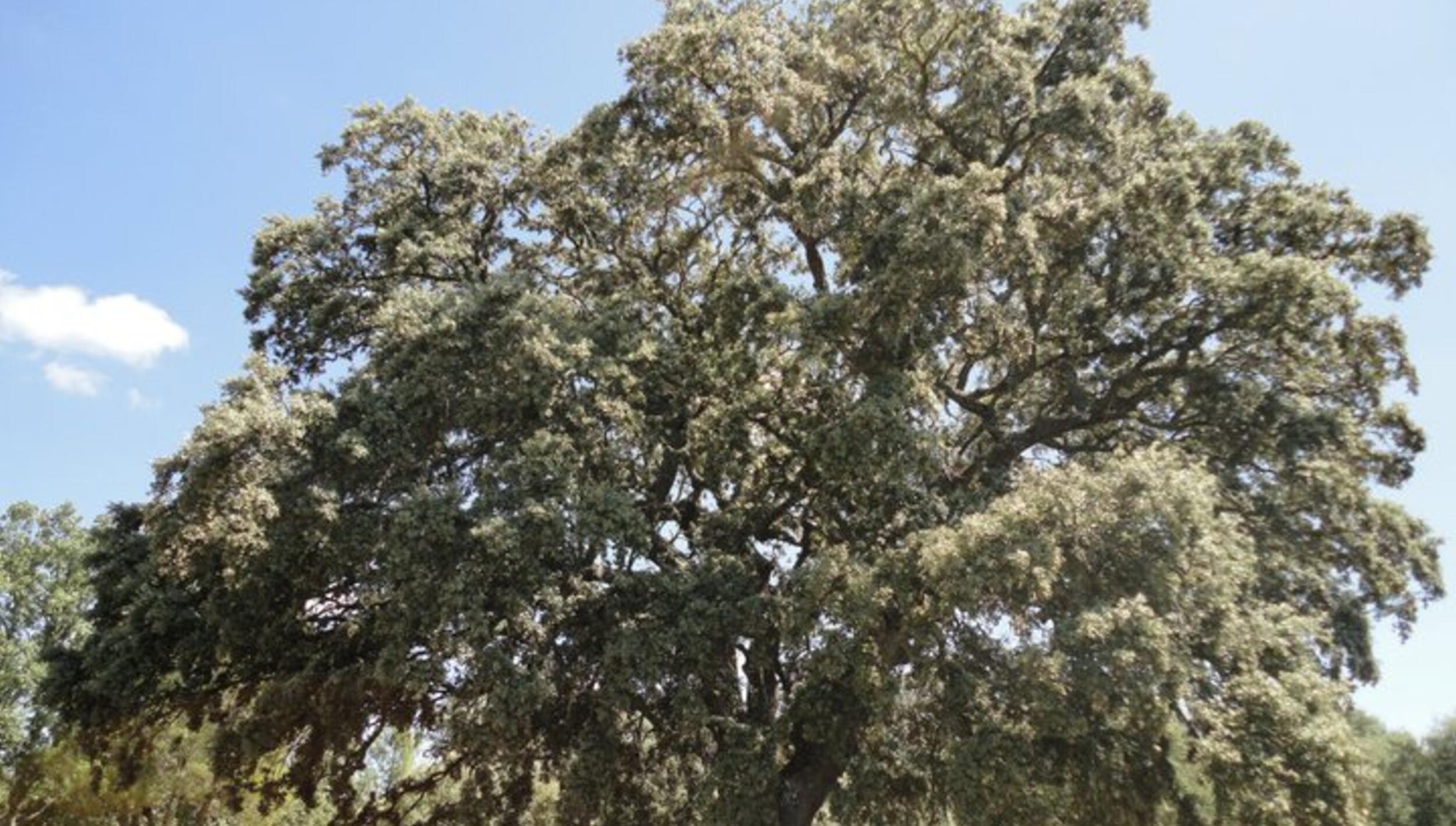 Azinheira - Quercus ilex ssp. rotundifolia
