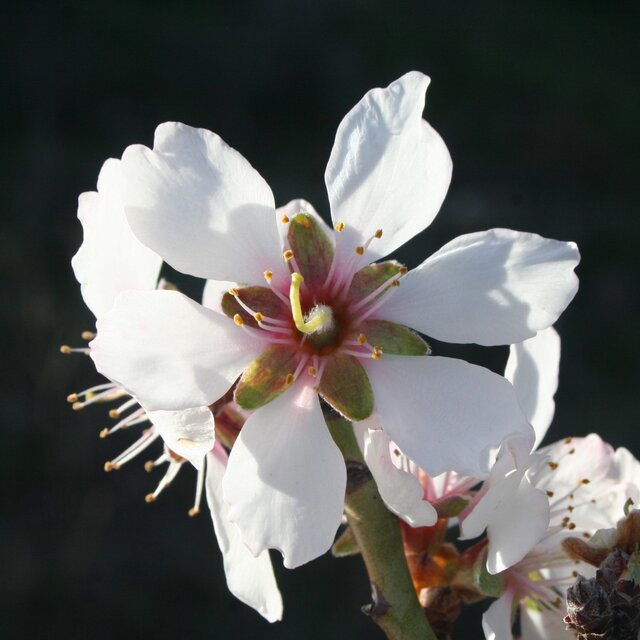 Amendoeira em flor