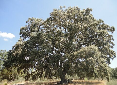 Azinheira povoa2 1 480 350