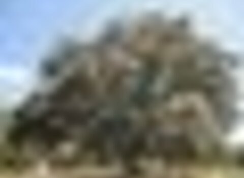 Tiny thumb azinheira povoa2 1 480 350