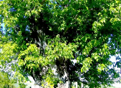 Nogueira de pa   1 480 350