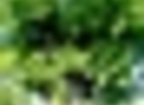 Tiny thumb nogueira de pa   1 480 350