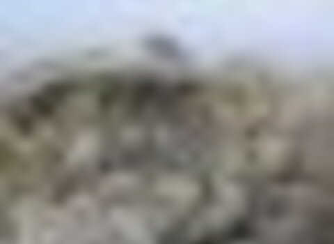 Tiny thumb t07 gimonde 01 1 480 350