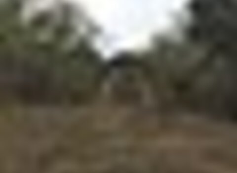 Tiny thumb senhora da hera  medium  1 480 350