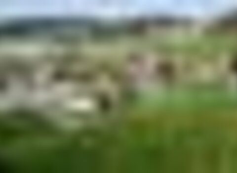 Tiny thumb circuito de minigolfe 1 480 350