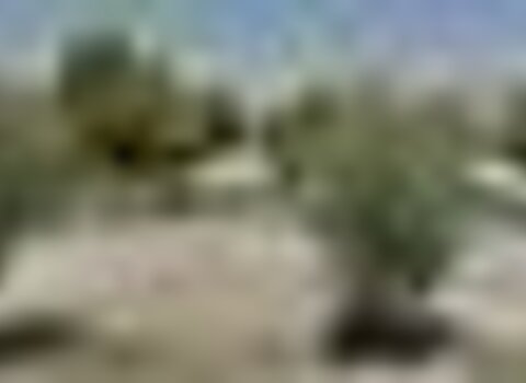 Tiny thumb pmerendascarcao 1 480 350