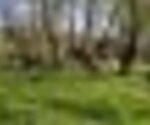 Tiny thumb pmerendas fermentaos 1 150 125