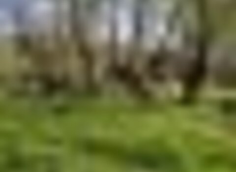 Tiny thumb pmerendas fermentaos 1 480 350