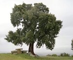Pmerendas agrochao  medium  1 150 125