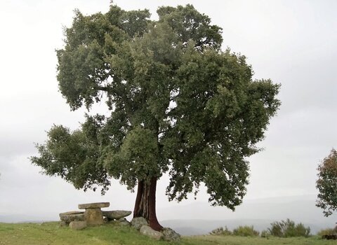 Pmerendas agrochao medium 1 480 350