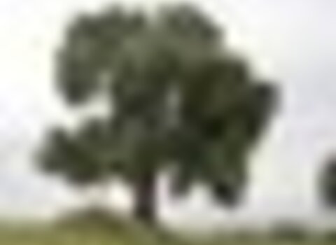 Tiny thumb pmerendas agrochao  medium  1 480 350