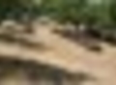 Tiny thumb pmerendassbartolomeu1 1 480 350