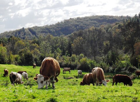 Vacas mirandesas 1 480 350