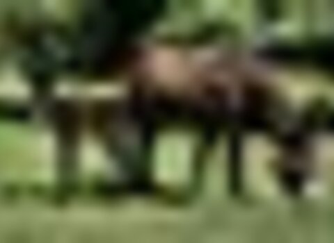 Tiny thumb ra a asinina de miranda  medium  1 480 350