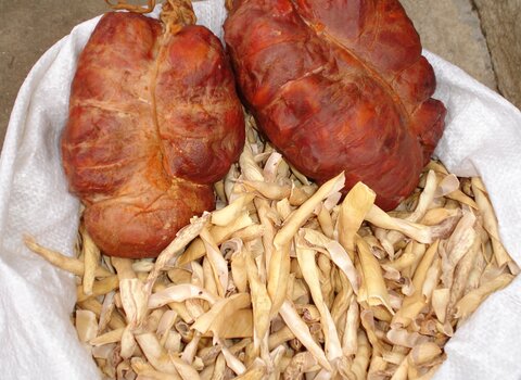 Butelo com casulas 1 480 350