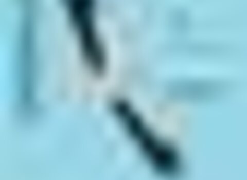 Tiny thumb arribaves2016cartaz1 1 480 350