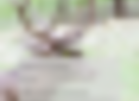 Tiny thumb cartaz brama 1 480 350