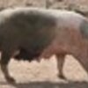 Thumb porco bisaro 1 100 100