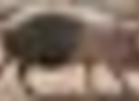 Tiny thumb porco bisaro 1 480 350