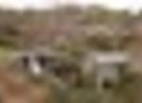 Tiny thumb t09 10   25   medium  1 480 350