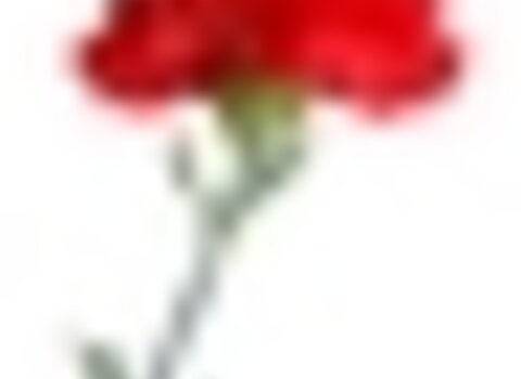 Tiny thumb cravo 1 480 350
