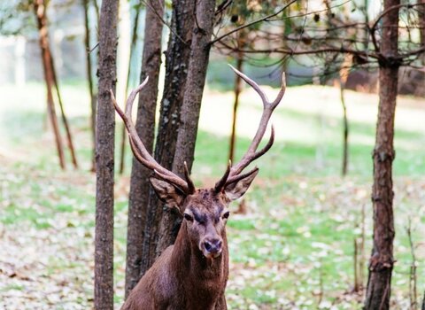 Cartaz2017  medium  1 480 350