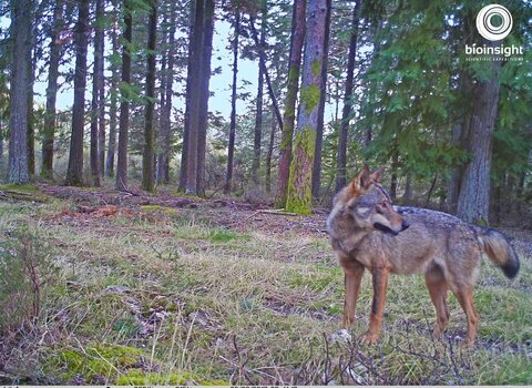 Iberian wolf expedition medium 1 480 350