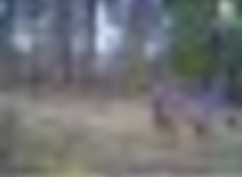 Tiny thumb iberian wolf expedition  medium  1 480 350