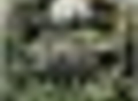 Tiny thumb rota castanheiroemflor  medium  1 480 350