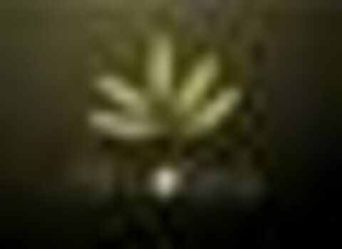 Tiny thumb arvolea 1 480 350