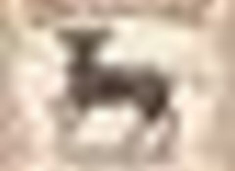 Tiny thumb azinhoso 1 480 350