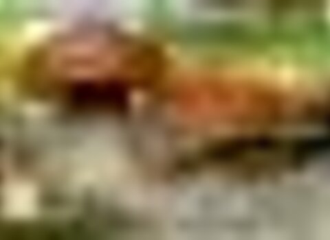 Tiny thumb jornadas micologicas md 1 480 350