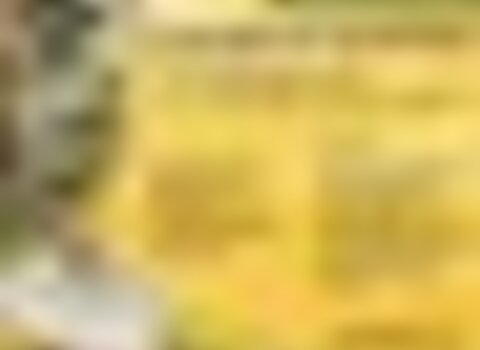 Tiny thumb cogumelos  medium  1 480 350