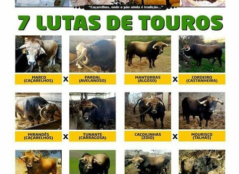 Feiradopao ca arelhos 1 480 350