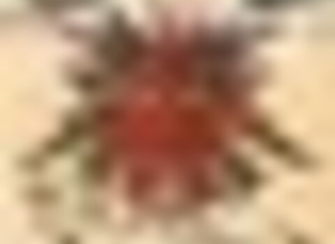 Tiny thumb careto airshow1  medium  1 480 350