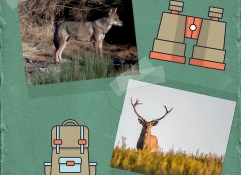 Entreloboseveados 1 480 350