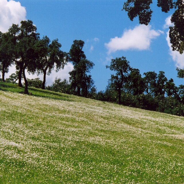 Atenor pala ou o   campo estevas 1 640 640