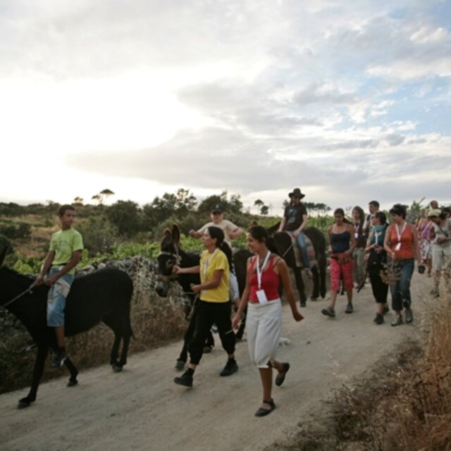 Burro gaiteiro  1 640 640