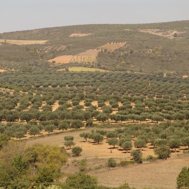 Olival matela 1 640 640