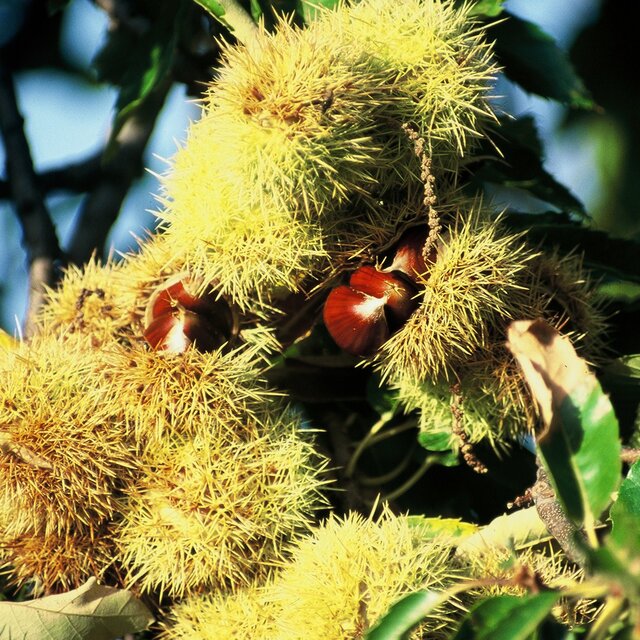 Castanhas 1 640 640