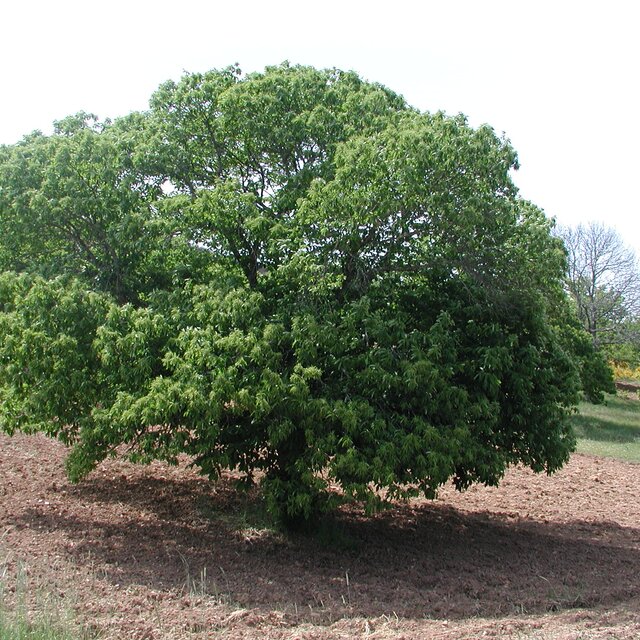 Castanheiro guadramil deilao 1 640 640
