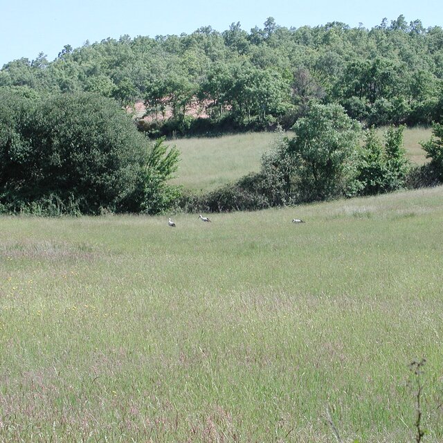 Bragan a 03 1 640 640