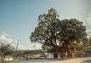 thumb_CASTANHEIRO_MILENAR_LAGARELHOS-5__Medium_