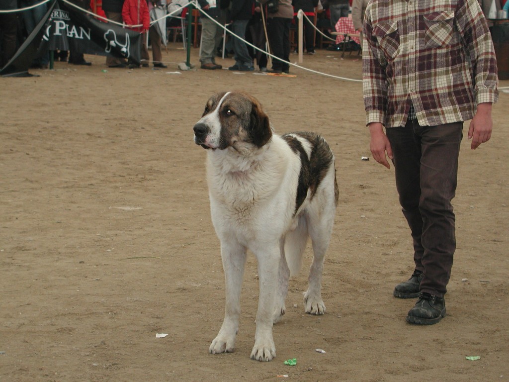 Concurso de Cão de Gado Transmontano