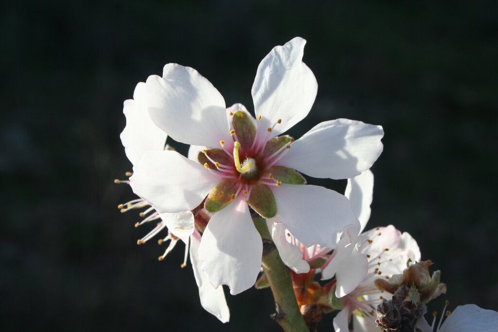 Festividades das Amendoeiras em flor
