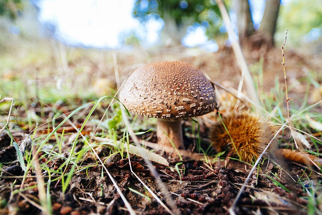 Cogumelos castanhas 14 1 1024 2500