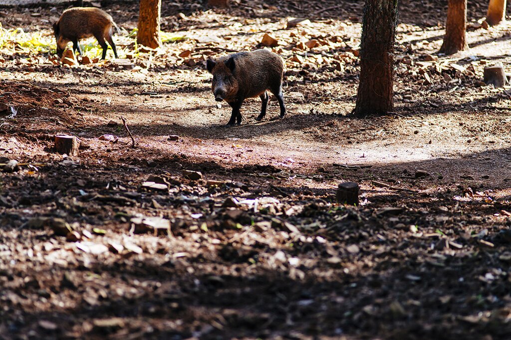 Porco bisaro 1 1 1024 2500