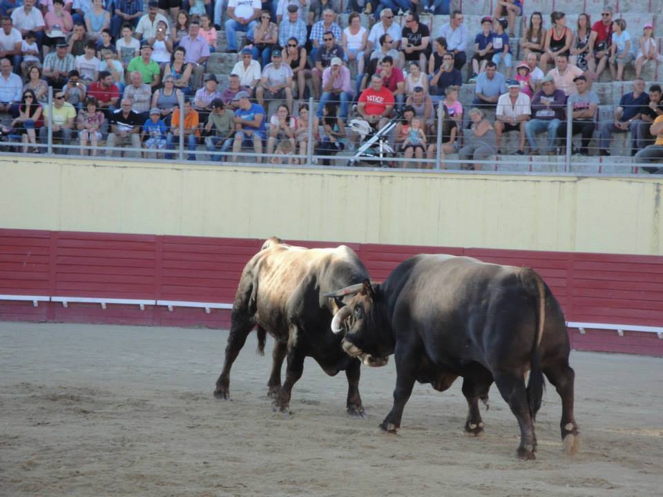Campeonato nacional de chega de touros 1 1024 2500