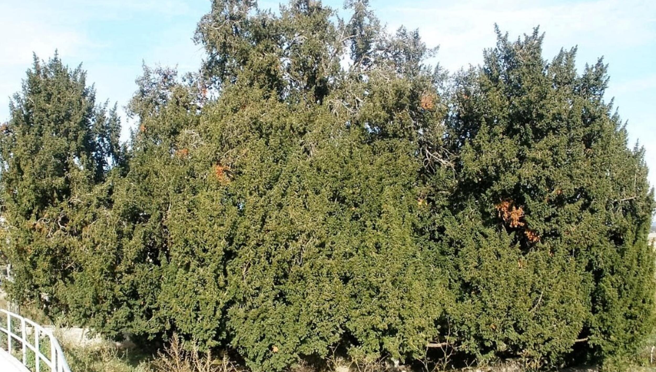 Teixo - Taxus baccata L.